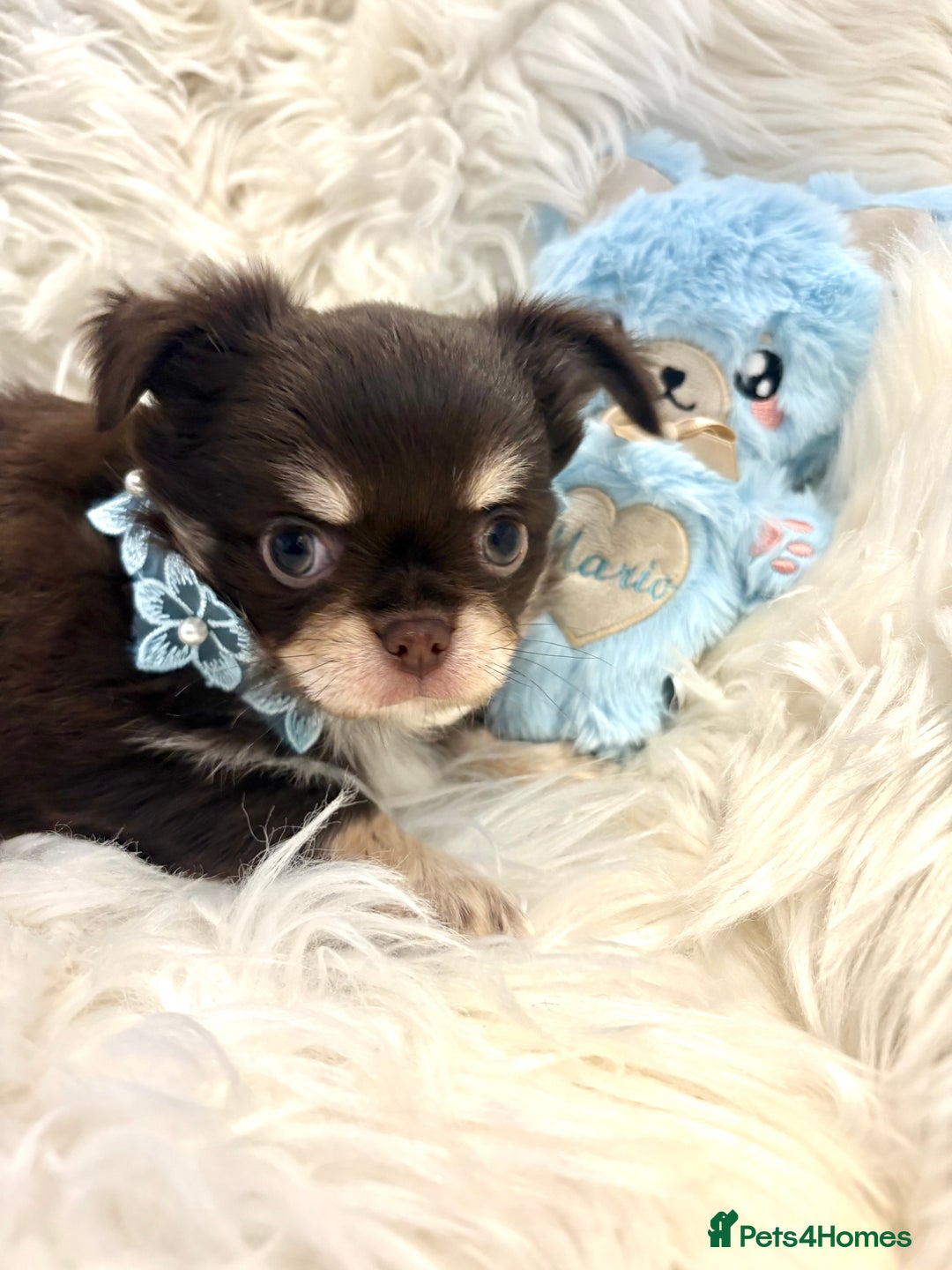 Chihuahua dogs for sale: CHIHUAHUA PUPPIES 🩵🩵 - Image 2