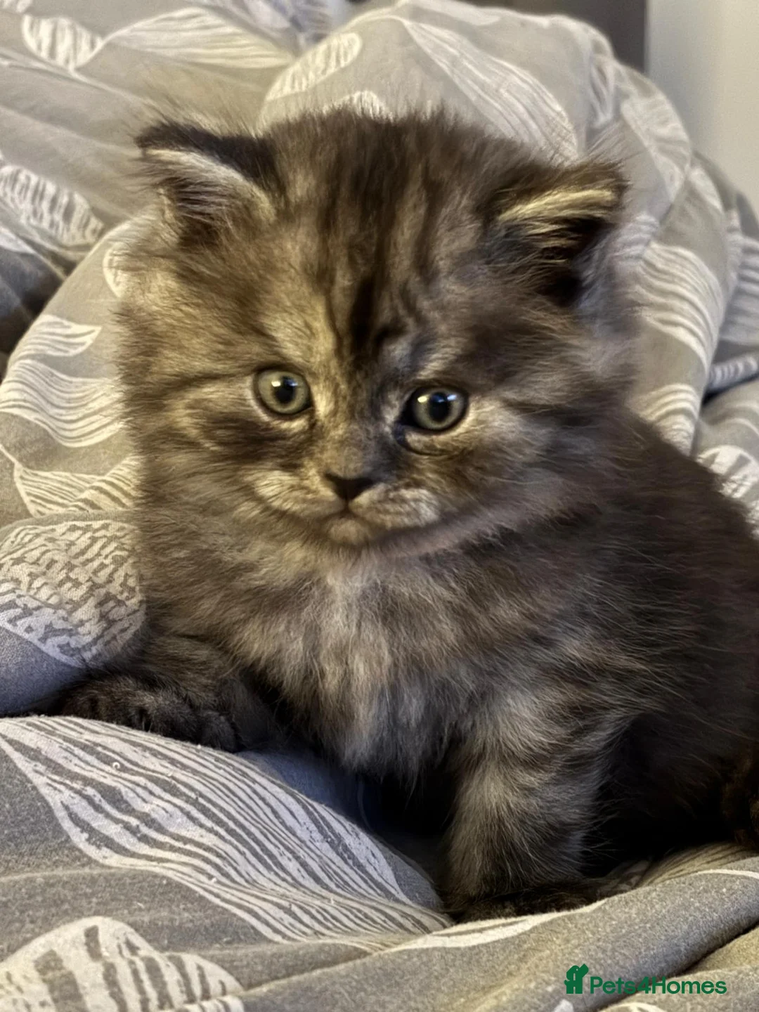 British Longhair cats for sale: 2 British longhair girls - Advert 1