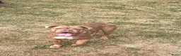Olde English Bulldogge dogs for sale: Olde English bulldogge  - Advert 3