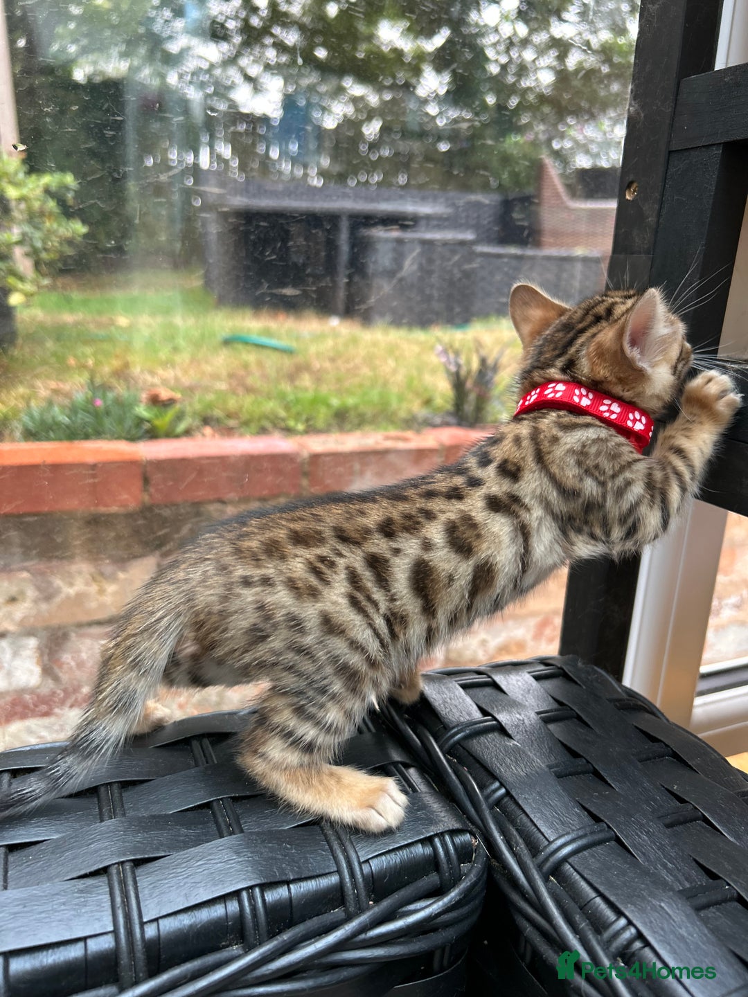 Bengal cats for sale: ❤️ PURE BENGAL KITTENS FOR RESERVATION! ❤️ in Birmingham - Image 14