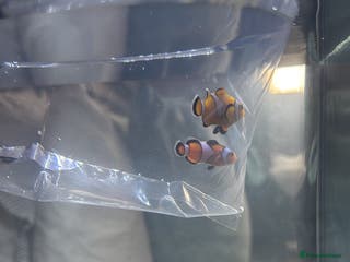 Lobsters fish 2 clownfish and 2 blue hermit crabs - Advert 11