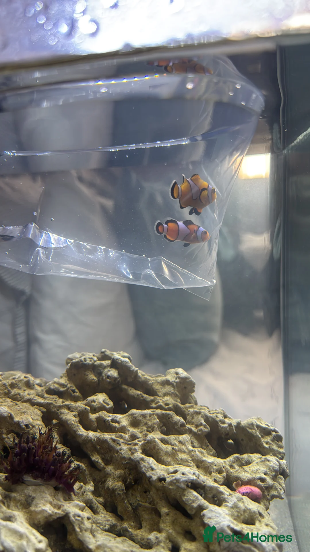 Lobsters fish for sale: 2 clownfish and 2 blue hermit crabs - Advert 1