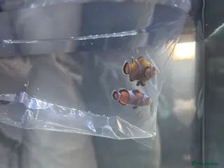 Lobsters fish 2 clownfish and 2 blue hermit crabs - Advert 16