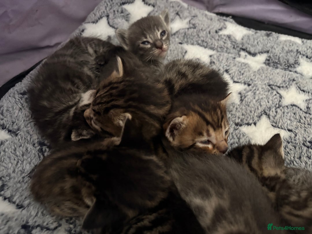 Bengal cats for sale: Russian Blue Bengal Kittens - Image 13