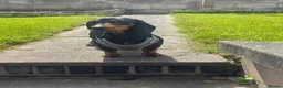 Dachshund dogs for adoption: Bella seeks forever home  - Advert 3