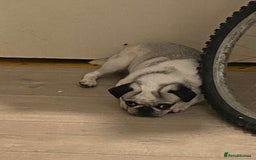 Pug dogs for sale: Beautiful 2year old panda pug - Image 9