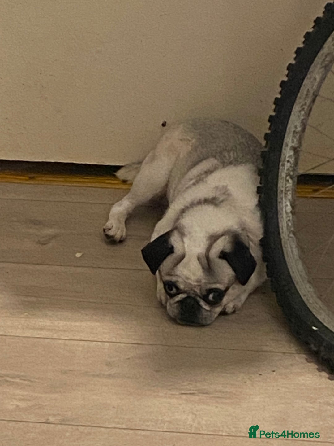 Pug dogs for sale: Beautiful 2year old panda pug - Image 9