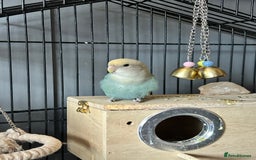 Lovebirds birds for sale: Bonded Pair of Lovebirds  - Image 3