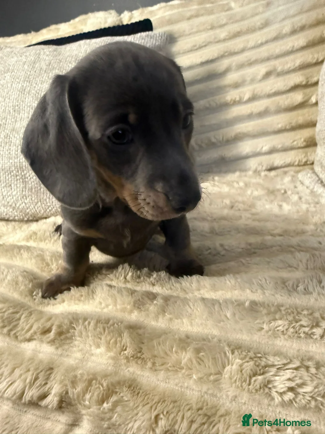 Dachshund dogs for sale: Blue and Tan Dachshunds  - Advert 8