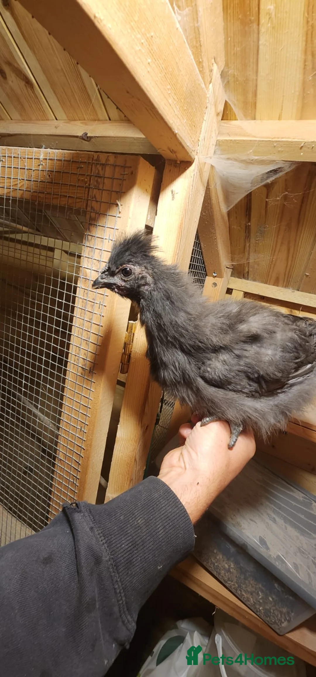 Chickens poultry for sale: Cockerels For Sale  - Advert 11