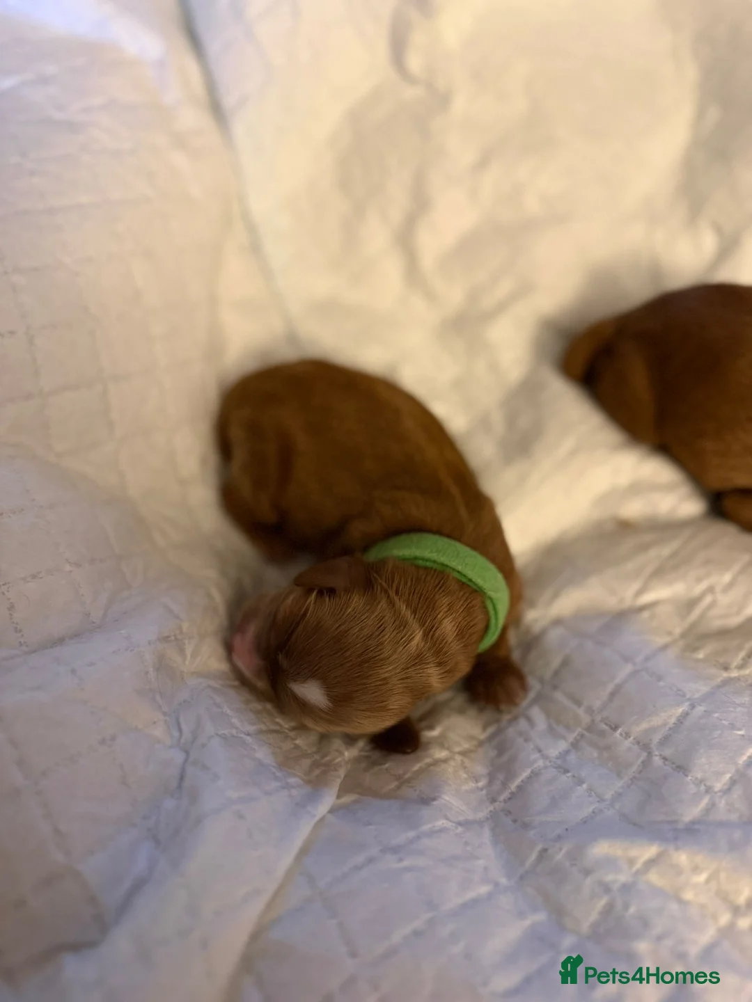 Mixed Breed dogs for sale: Beautiful cocker spaniel & Cavapoo puppies  in Bingley - Advert 17