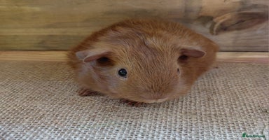 Guinea Pig rodents - Advert 3