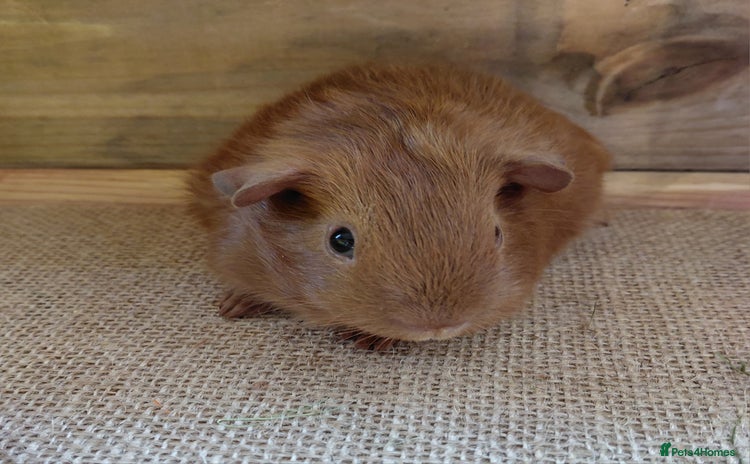 Guinea Pig rodents - Advert 1