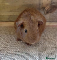 Guinea Pig rodents - Advert 3