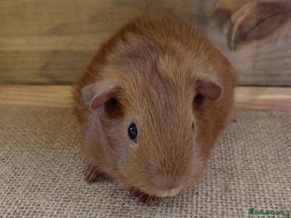 Guinea Pig rodents - Advert 1