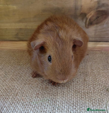 Guinea Pig rodents - Advert 1