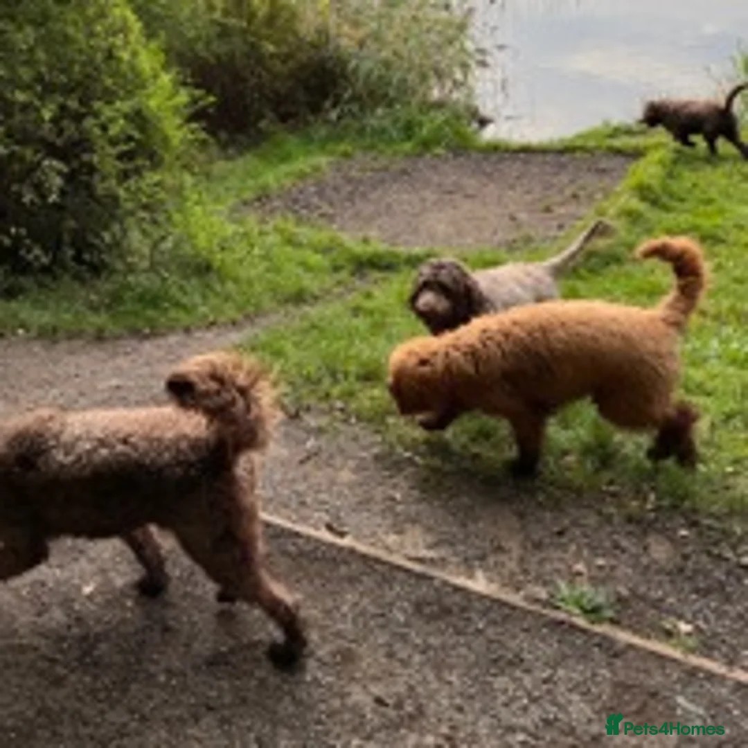 Goldendoodle dogs for stud: Goldendoodle Standard size (proven)  in Manchester - Advert 9