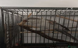 Parrots birds for sale: We are looking to rehome all types of birds - Image 1