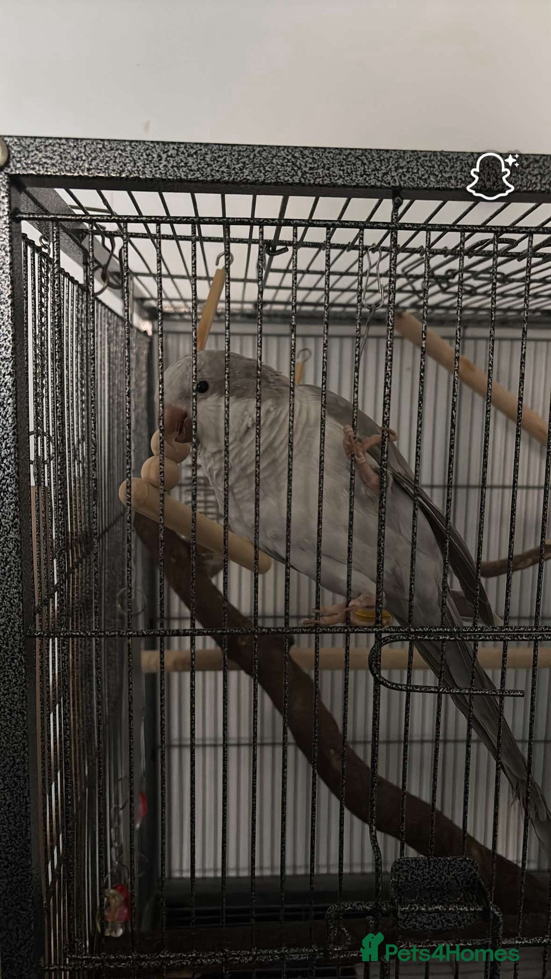 Parrots birds for sale: We are looking to rehome all types of birds - Image 1