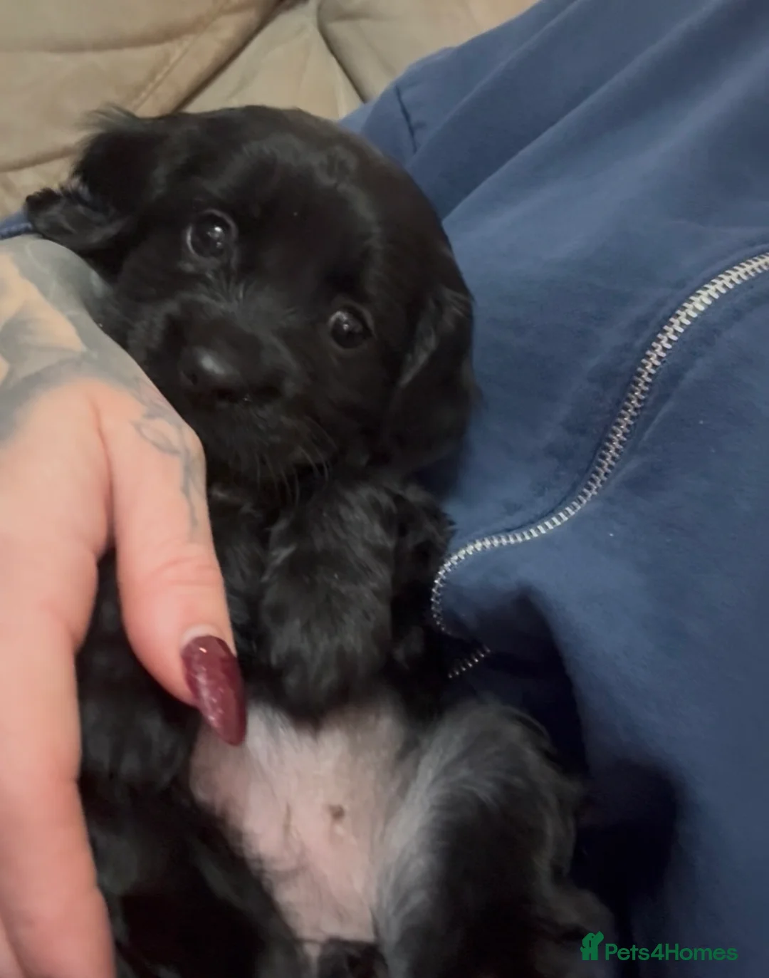 Mixed Breed dogs for sale: Beautiful Cavapoo puppies  - Advert 36