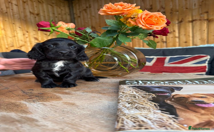 Cocker Spaniel dogs - Advert 16