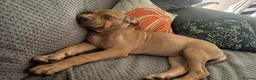 Mixed Breed dogs for sale: Our beautiful Penny in Peterborough - Advert 5