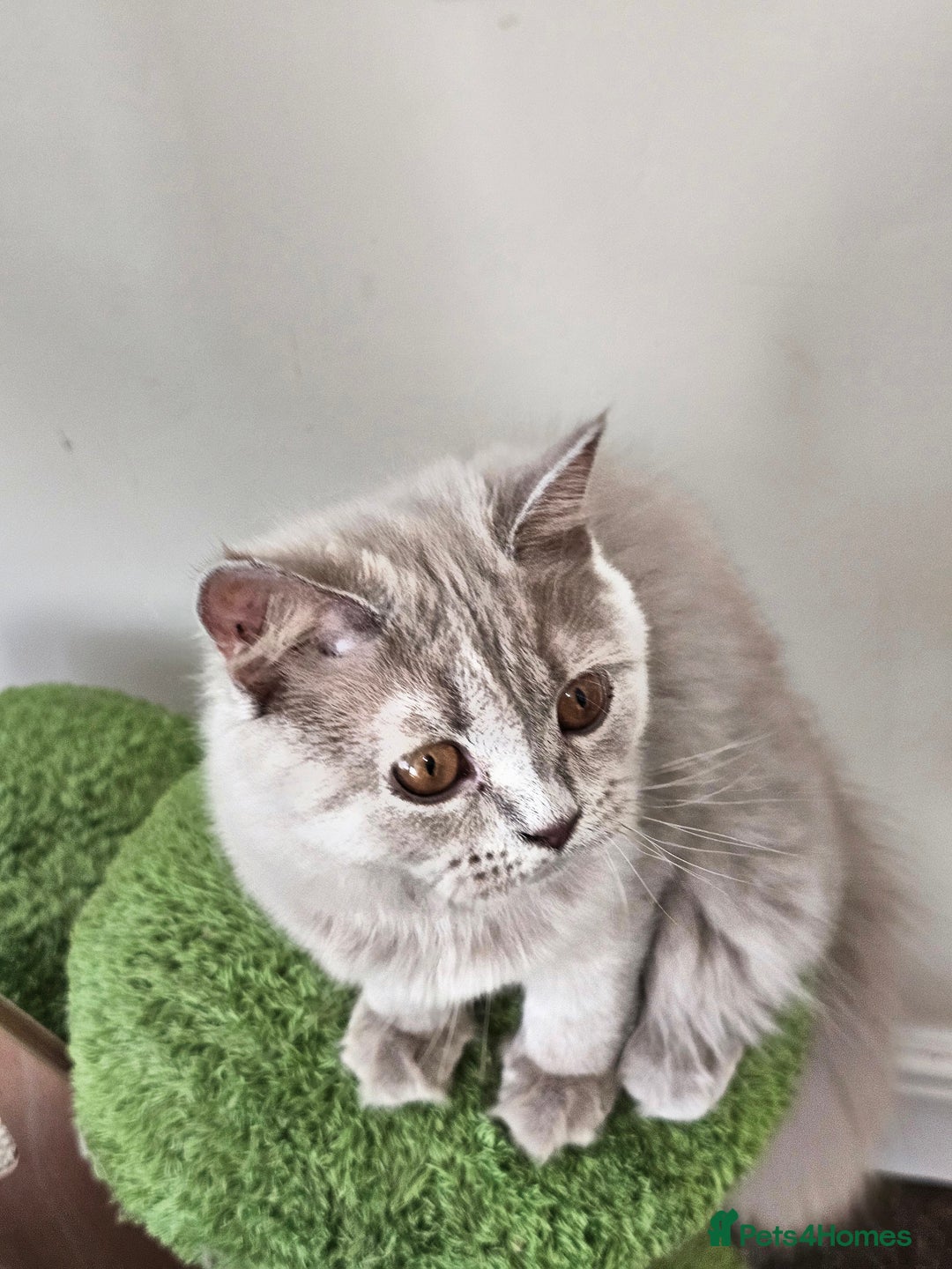 British Shorthair cats for sale: British shorthair and longhair  - Image 7