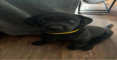 Labrador Retriever dogs - Advert 12