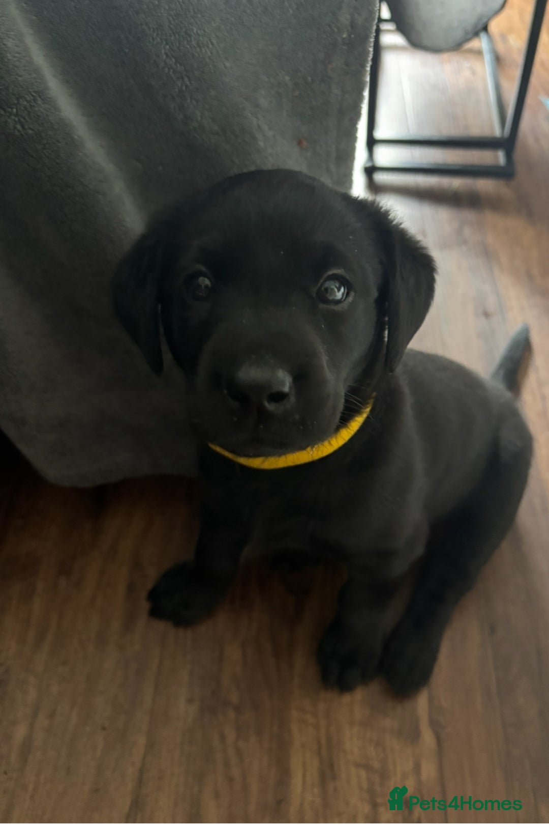 Labrador Retriever dogs for sale: Working Labradors  - Image 2
