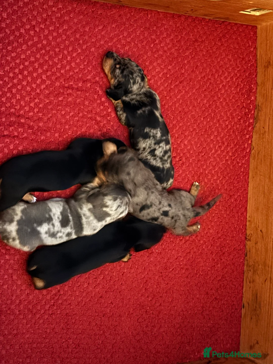 Miniature Dachshund dogs for sale: Minature smooth haired dachshunds  - Advert 5