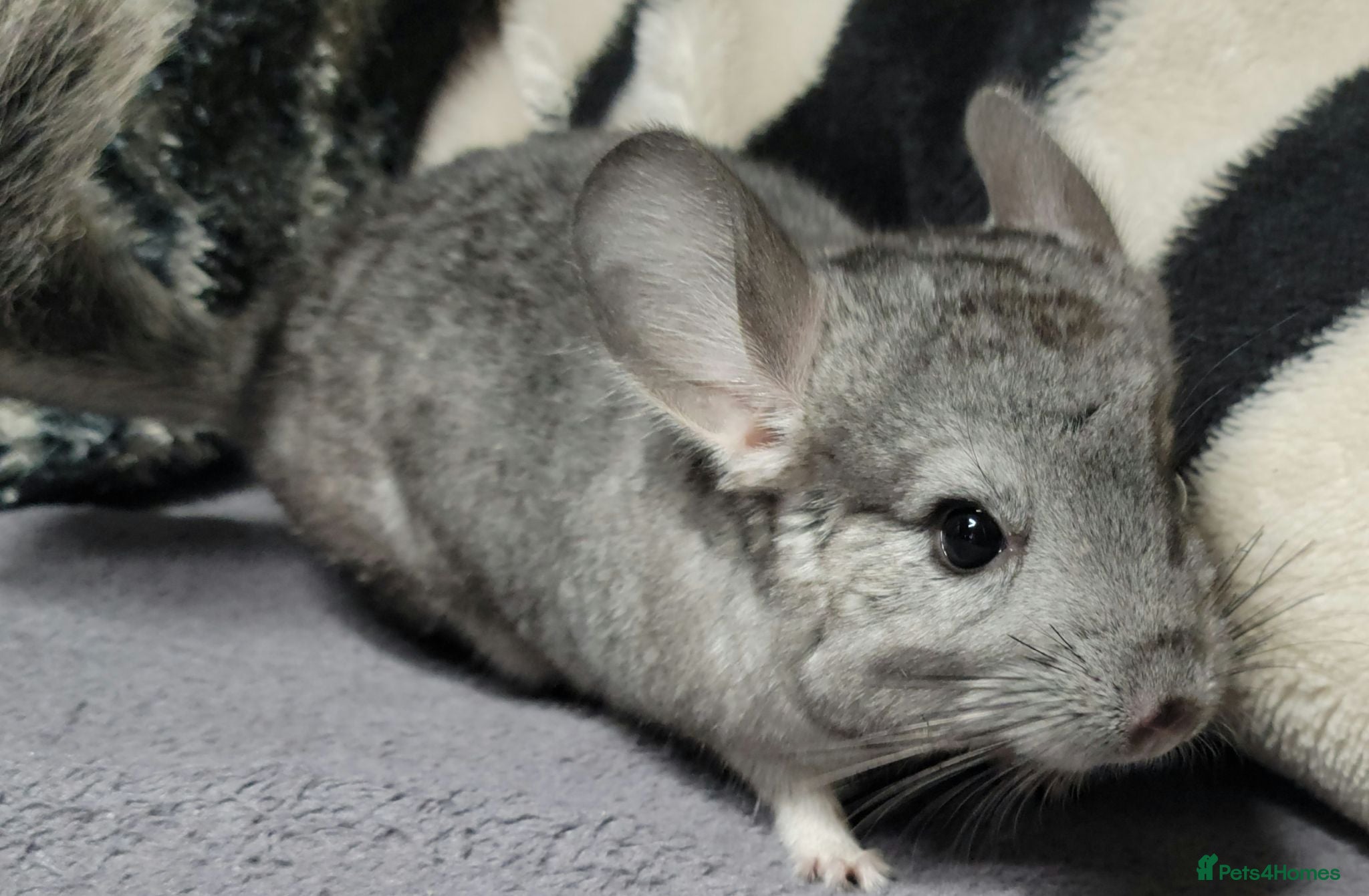 Chinchilla rodents Baby female chinchillas - Advert 7
