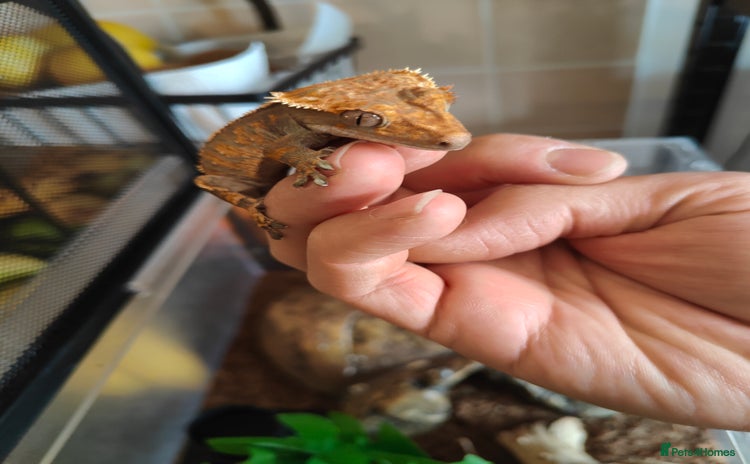 Gecko reptiles Crested Gecko  - Advert 6