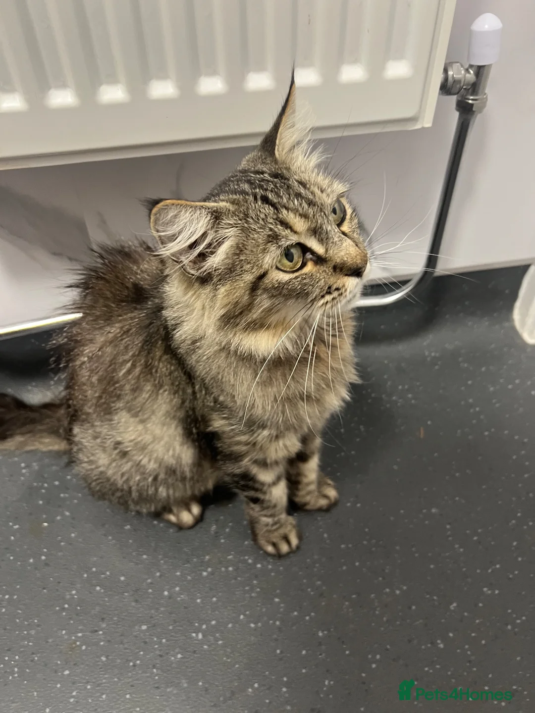 Siberian cats for sale: Fluffy Siberian kittens looking for cuddles - Advert 2