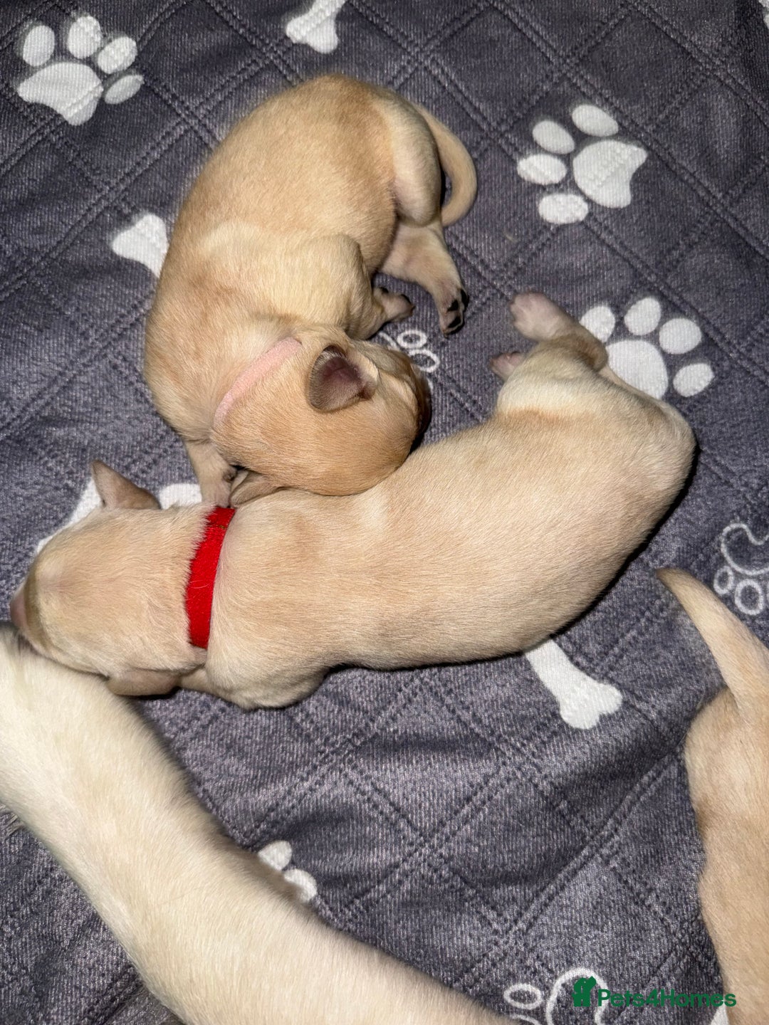 Goldador dogs for sale: 8 beautiful golden retriever x red lab puppies  - Advert 15
