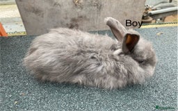 Angora rabbits for sale: Baby angoras - Image 5
