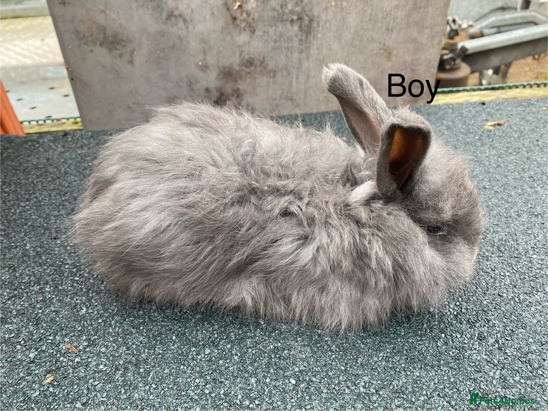 Angora rabbits for sale: Baby angoras - Image 5