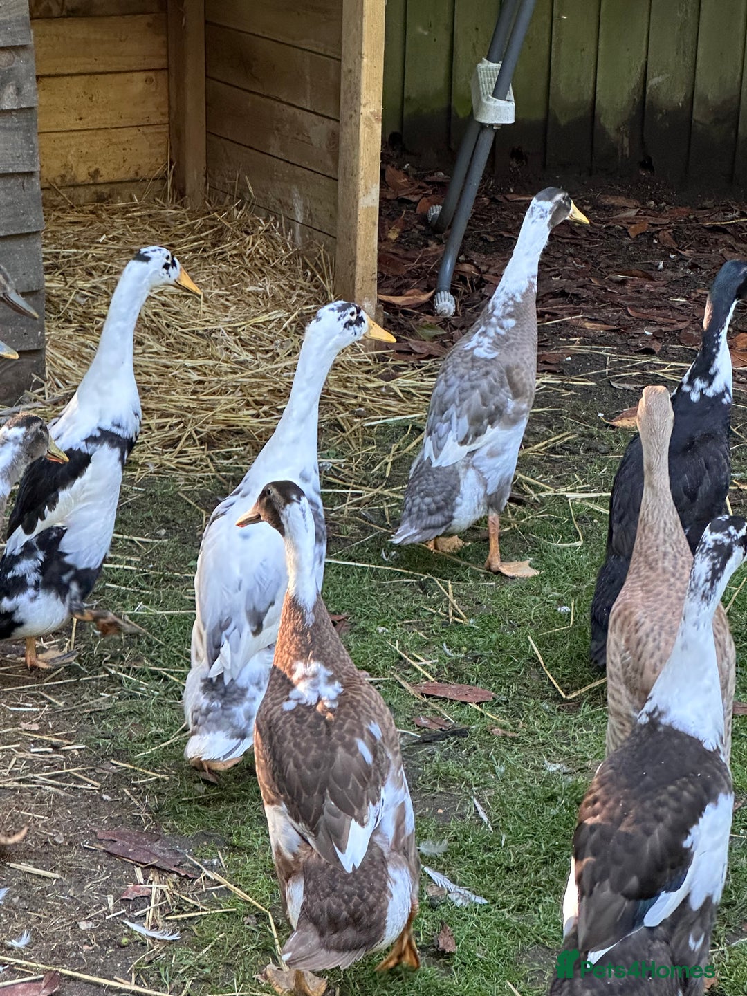 Ducks poultry for sale: Runner Ducks  - Image 3