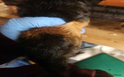 Guinea Pig rodents for sale: 2 Male Baby Guinea Pigs  - Image 4