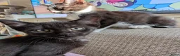 Mixed Breed cats for sale: READY- 1 BOY LEFT Maine Coon x British Shorthair - Advert 13