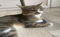 Mixed Breed cats for sale: Rescue female looking for new home  - Advert 2