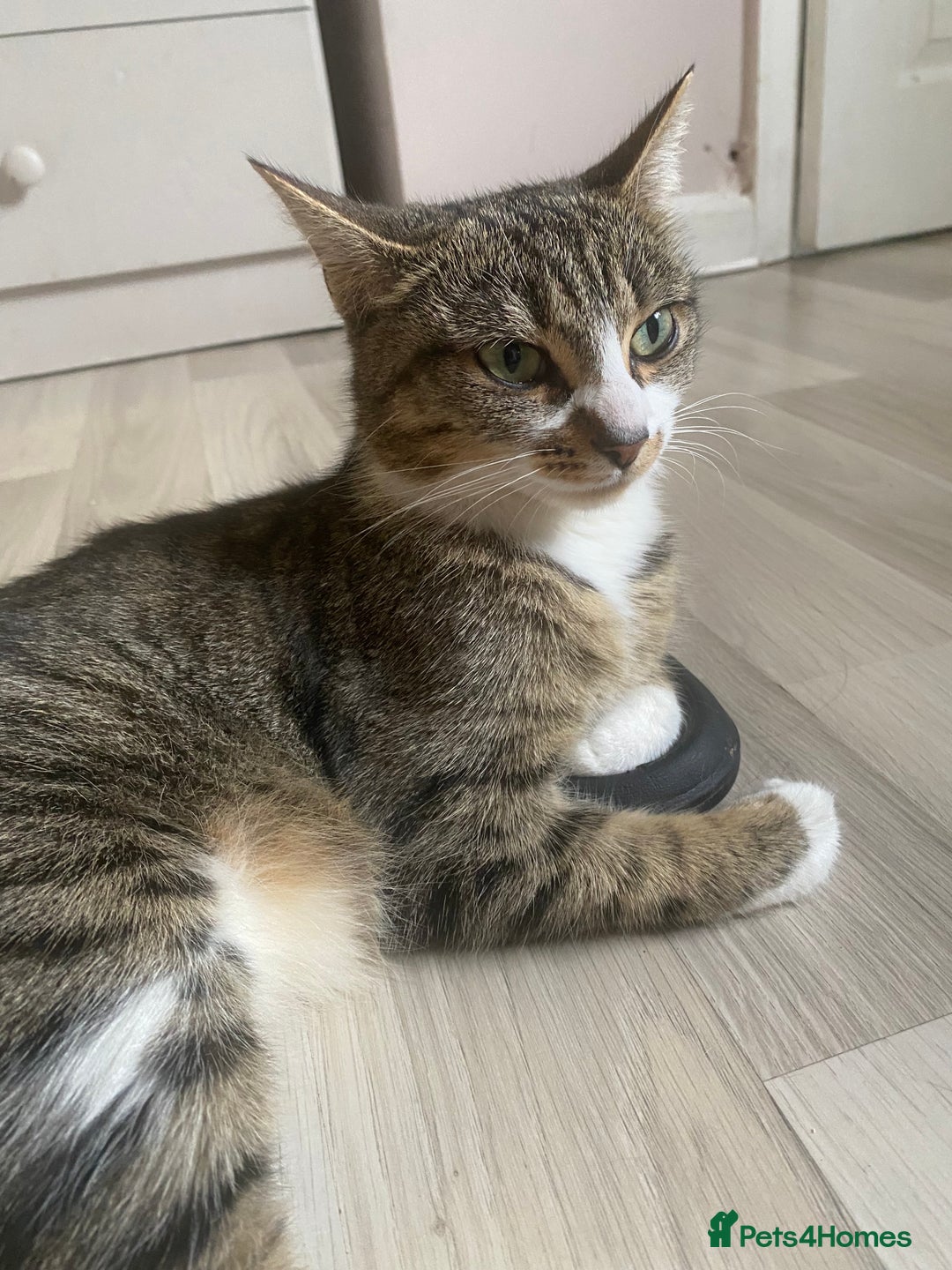 Mixed Breed cats for sale: Rescue female looking for new home  - Advert 2