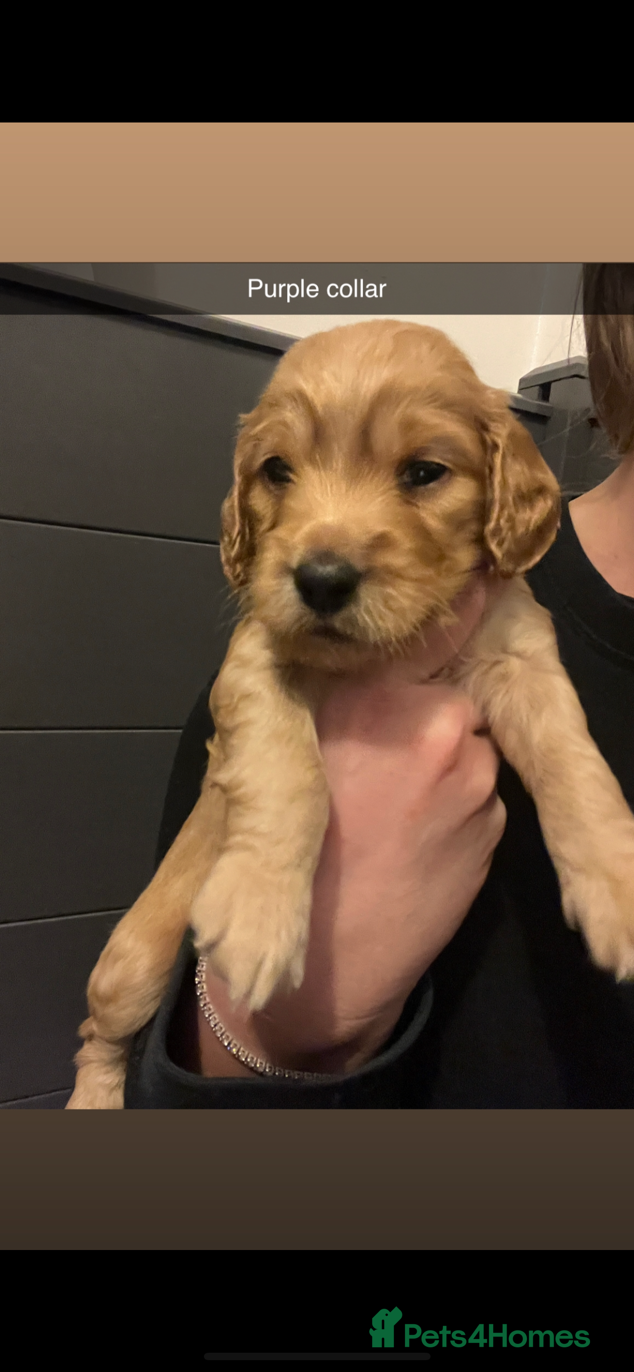 Cockapoo dogs F1b cockapoo puppies  - Advert 1