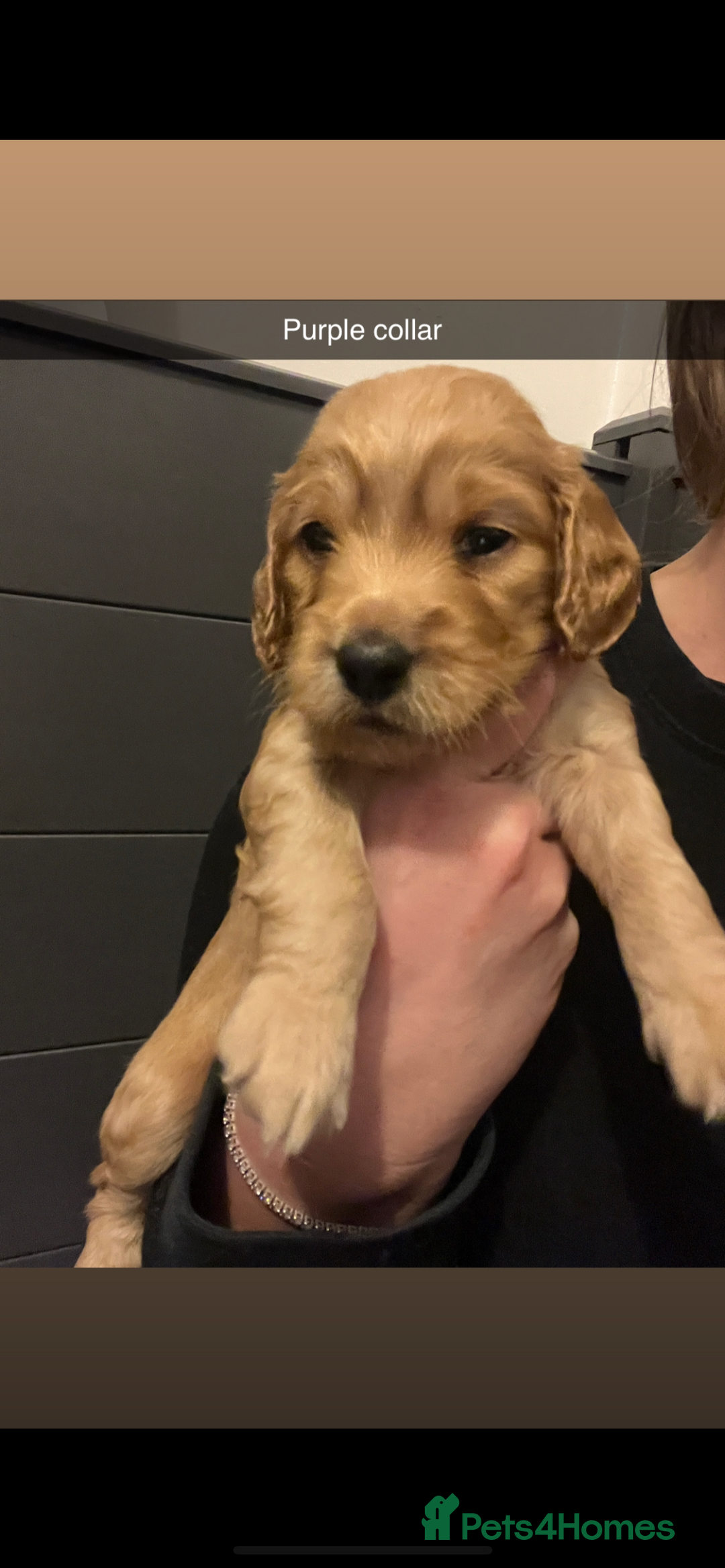 Cockapoo dogs for sale: F1b cockapoo puppies  - Advert 1