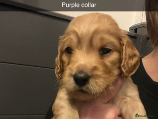 Cockapoo dogs F1b cockapoo puppies - Advert 1