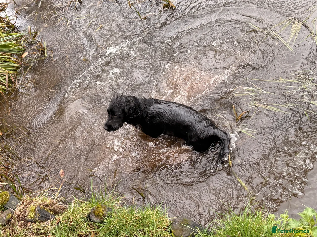 Cocker Spaniel dogs for sale: Guinness - Advert 2