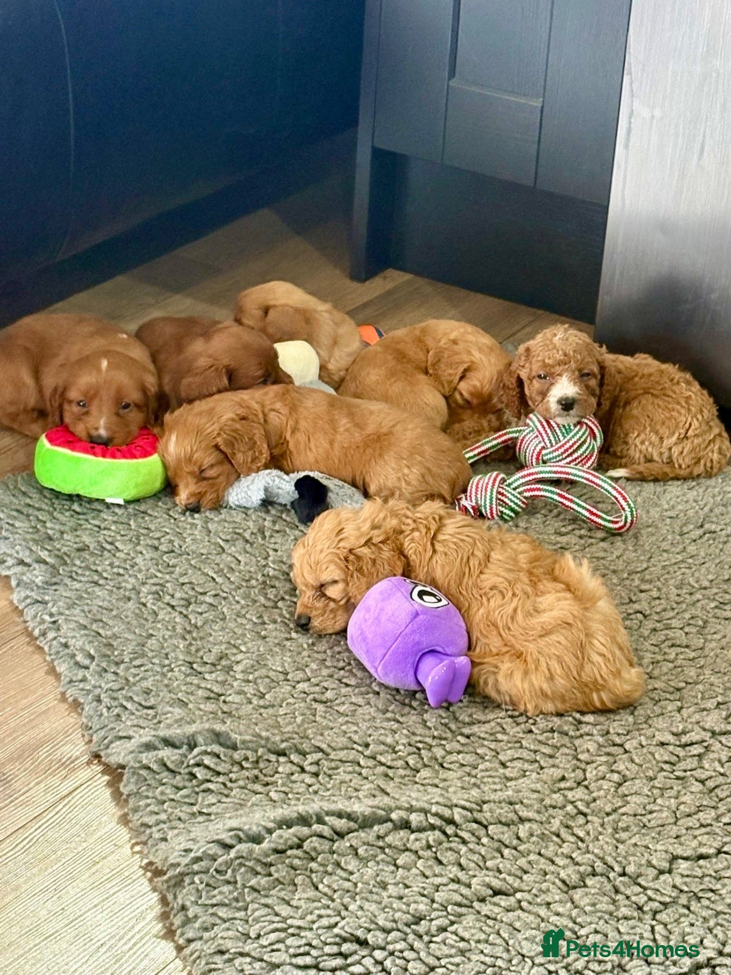 Cavapoo dogs for sale: stunning Cavapoo puppies up for sale  - Advert 1