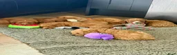 Cavapoo dogs for sale: stunning Cavapoo puppies up for sale  in Egremont - Advert 1