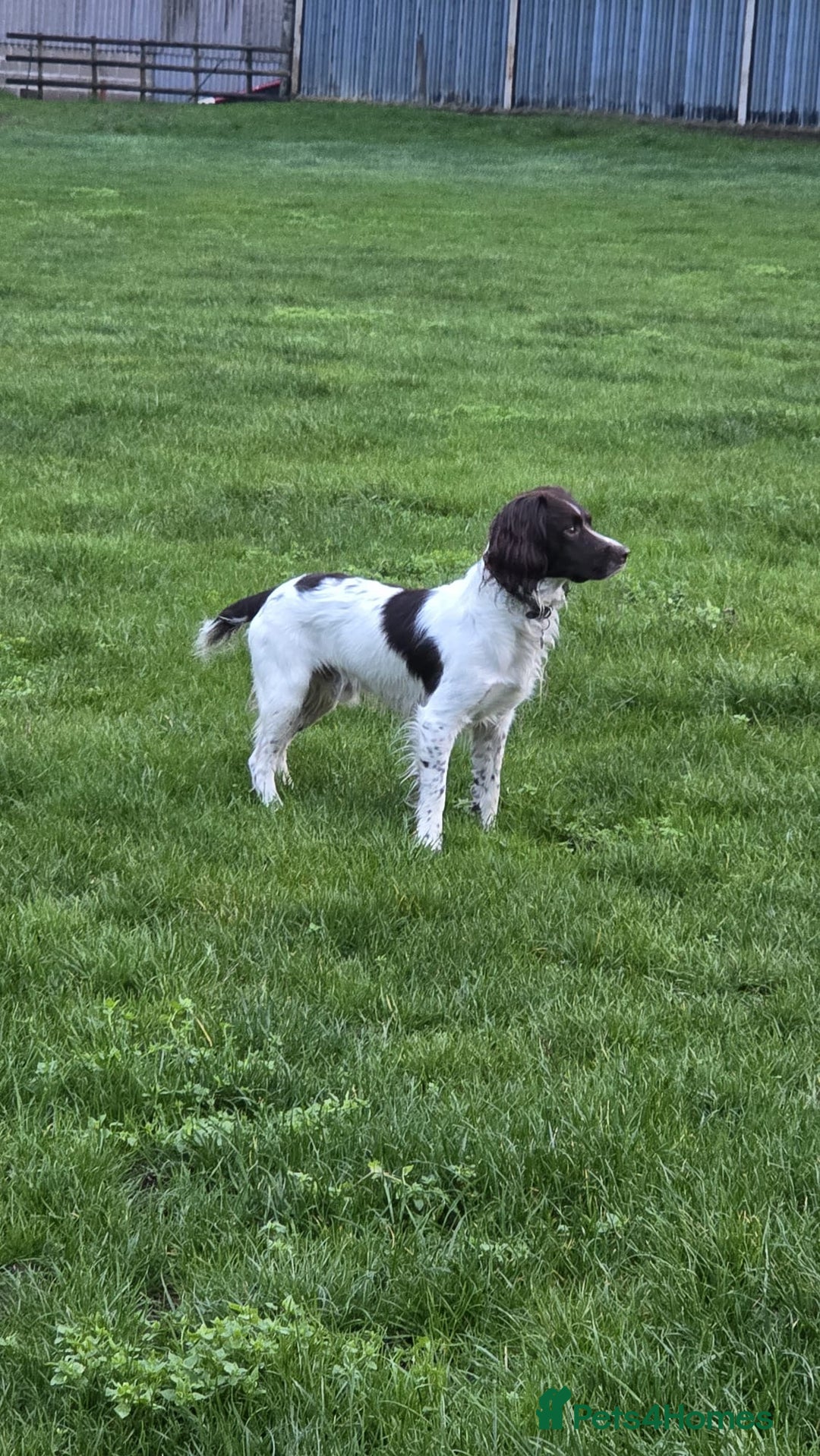 English Springer Spaniel dogs for sale: English Springer Spaniel Puppies Waiting List!! - Advert 14