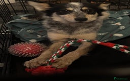 Mixed Breed dogs for adoption: 🌸 Meet Marnie 🌸 - Advert 2