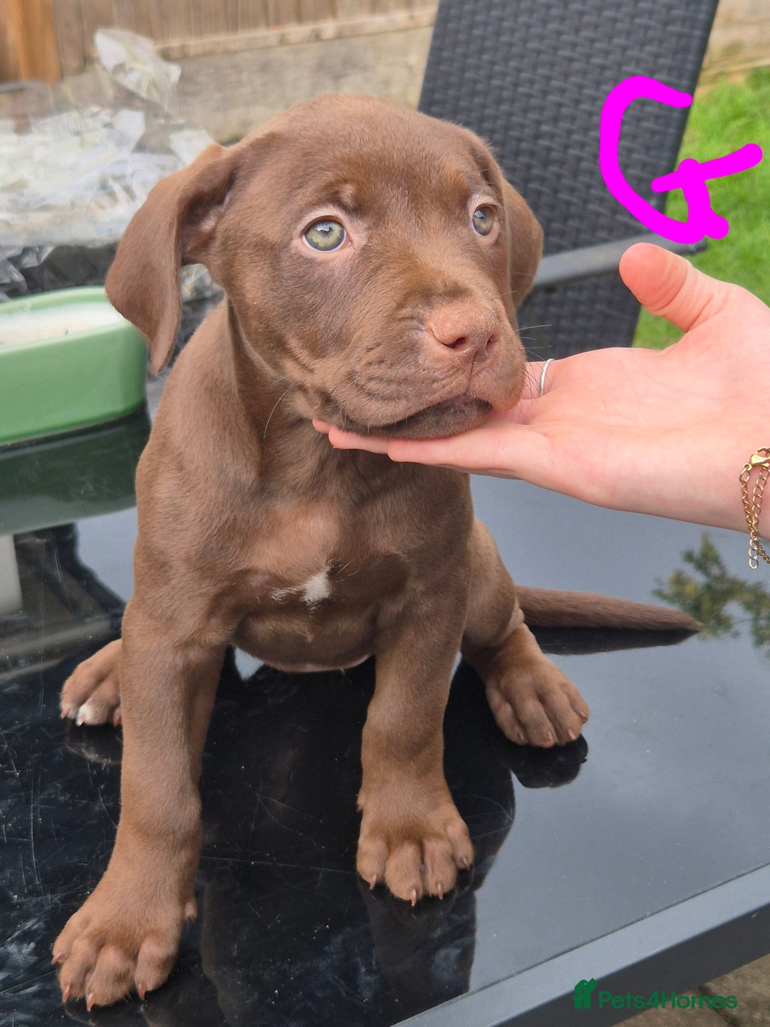 American Bully dogs for sale: American Bully Pups for sale - Image 33